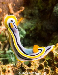 Nudi by Michelle Tobin 